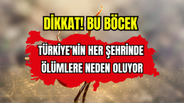 Dikkat Bu Böcek Türkiye’nin Her Şehrinde Ölümlere Neden Oluyor 