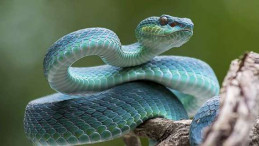 Rüyada Yılan Görmek, Rüyada Yılan Isırması, Rüyada Yılan Öldürmek ne anlama gelir?