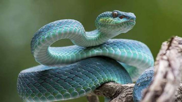 Rüyada Yılan Görmek, Rüyada Yılan Isırması, Rüyada Yılan Öldürmek ne anlama gelir?