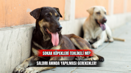 Sokak Köpekleri Tehlikeli Mi? Saldırı Anında Yapılması Gerekenler! 