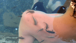 Cilt Hastalıklarına Doğal Çözüm Sivas’ın Şifa Kaynağı 