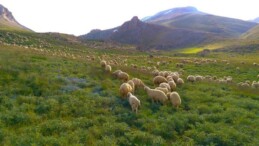 Kangal Akkaraman Koyunu Özellikleri Nelerdir? Sivas’ın Yerli Koyun Irkı