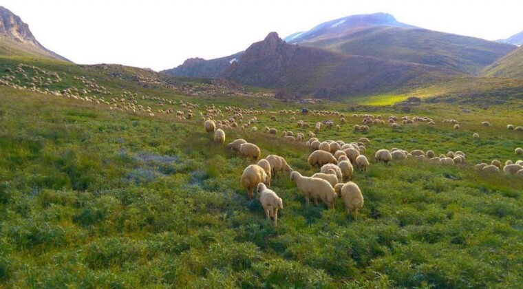 Kangal Akkaraman Koyunu Özellikleri Nelerdir? Sivas’ın Yerli Koyun Irkı