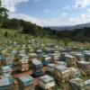 Kendine Has Aroması ve Faydalarıyla Dünyaya Açılıyor